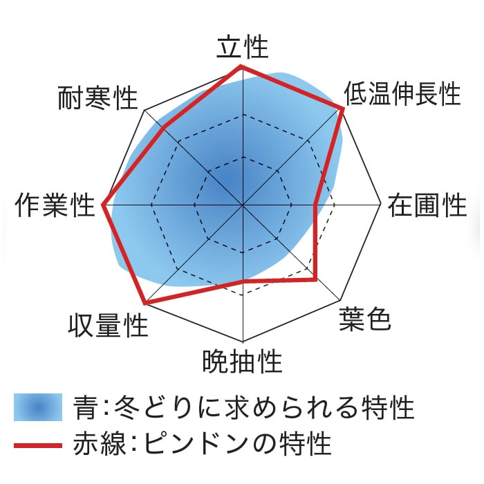 ホウレンソウ「ピンドン®」