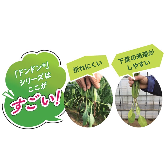 ホウレンソウ「ピンドン®」