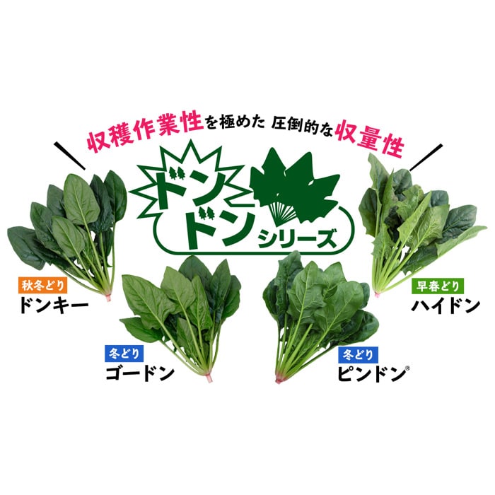 ホウレンソウ「ピンドン®」