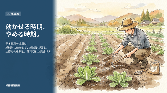 追肥と土寄せをしている秋冬野菜の畝