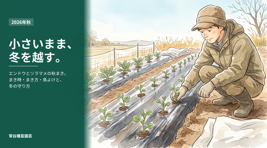 冬を迎えたエンドウとソラマメの小さな苗