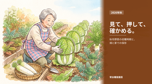 収穫時期を迎えた秋冬野菜の畑