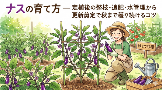 ナスの育て方 ― 定植後の整枝・追肥・水管理から更新剪定で秋まで穫り続けるコツ