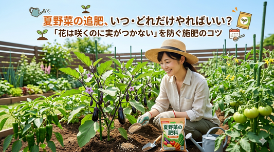 夏野菜の追肥、いつ・どれだけやればいい？ ― 「花は咲くのに実がつかない」を防ぐ施肥のコツ
