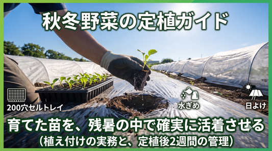秋冬野菜の定植ガイド ― 育てた苗を、残暑の中で確実に活着させる（植え付けの実務と、定植後2週間の管理）