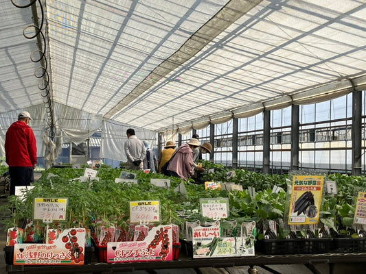 2023春の家庭菜園苗販売 in 三木　営業中です！