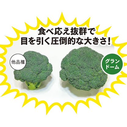 ブロッコリー グランドーム