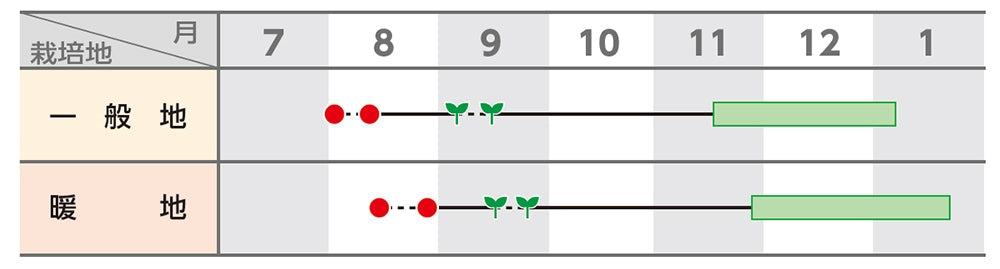 ブロッコリー 「グリーンキャノン」