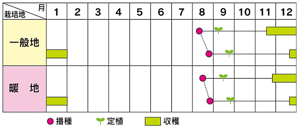 ブロッコリー 「こんにちは®」