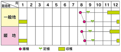 ブロッコリー こんにちは