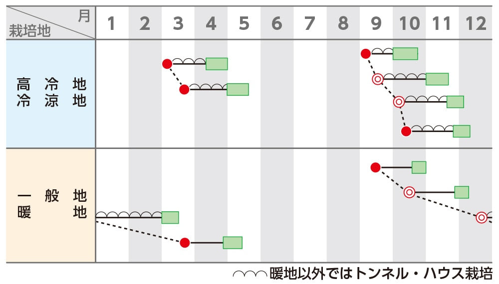 ホウレンソウ 「クロノス」