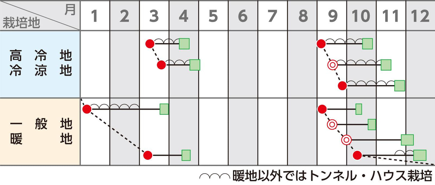 ホウレンソウ 「ドンキー」