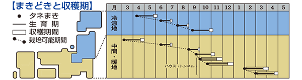 コマツナ「菜々音」