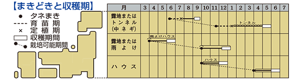 葉ネギ「京千緑」