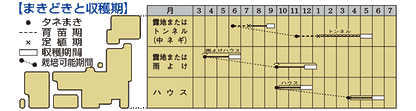 葉ネギ「京千緑」