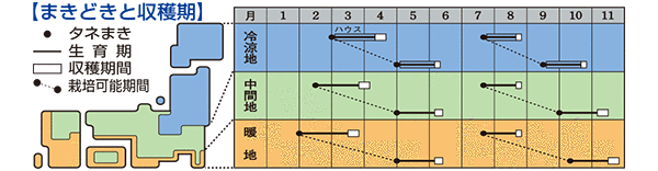 ホウレンソウ 「タフスカイ®」