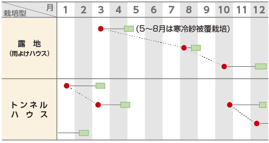 コマツナ 「なかまち」